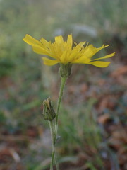 Crepis tectorum