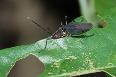 Pyrrhocoridae