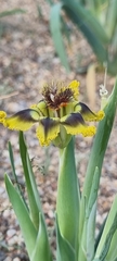 Ferraria variabilis