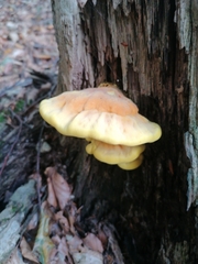 Laetiporus sulphureus