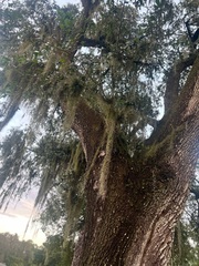 Tillandsia usneoides