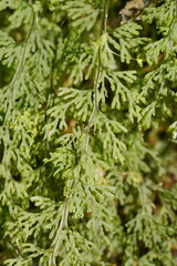 Hymenophyllum australe