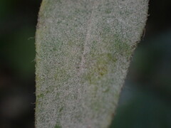 Podosphaera erigerontis-canadensis