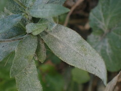 Podosphaera erigerontis-canadensis