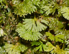 Hymenophyton flabellatum