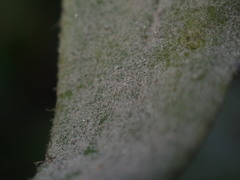 Podosphaera erigerontis-canadensis