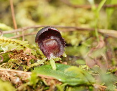 Corybas grumulus