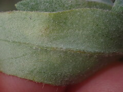 Podosphaera erigerontis-canadensis