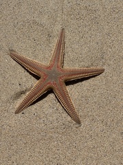 Astropecten aranciacus