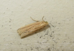 Ematheudes punctella