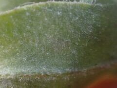 Podosphaera erigerontis-canadensis