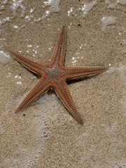 Astropecten aranciacus