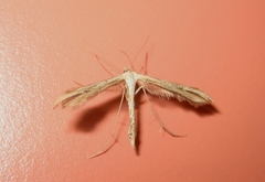 Emmelina monodactyla
