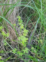 Ranunculus sessiliflorus sessiliflorus
