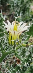 Codon royenii