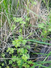 Ranunculus sessiliflorus sessiliflorus