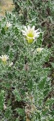 Codon royenii