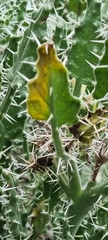 Codon royenii