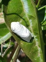 Hyperolius marmoratus