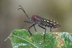 Sephina
