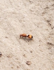 Dasymutilla bioculata