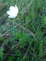 Anemonoides sylvestris