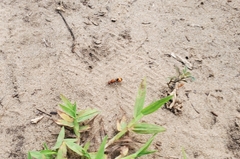 Dasymutilla bioculata