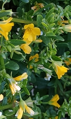 Roepera billardierei