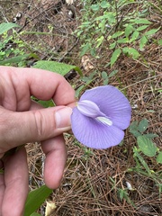 Centrosema virginianum