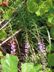 Liatris