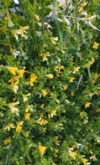 Roepera billardierei