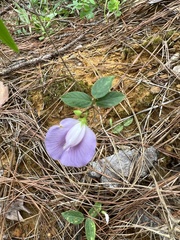 Centrosema virginianum