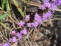 Liatris