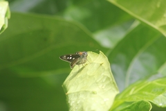 Paracarystus hypargyra