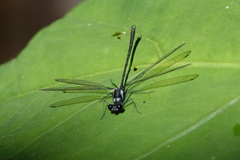 Teinopodagrion