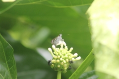 Paracarystus hypargyra