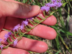 Liatris