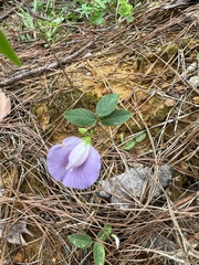 Centrosema virginianum