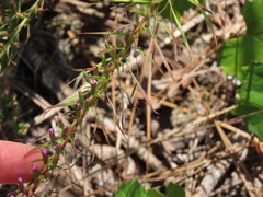 Liatris