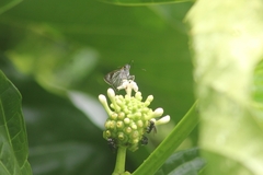 Paracarystus hypargyra