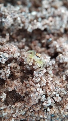 Epocilla