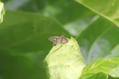 Paracarystus hypargyra