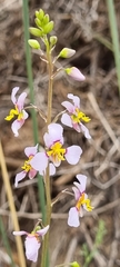 Cyanella