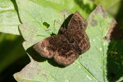 Carcharodini