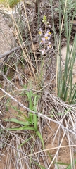 Cyanella