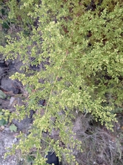 Artemisia annua