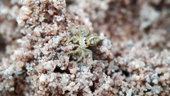 Epocilla