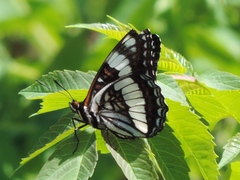 Limenitis weidemeyerii