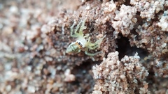 Epocilla