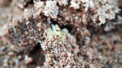 Epocilla